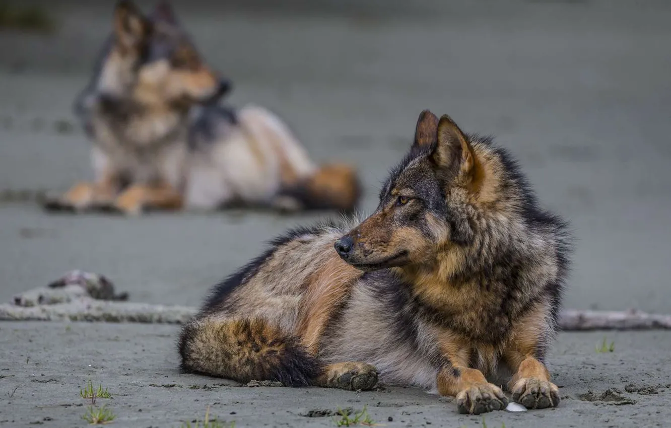 Фото обои beach, nature, predator, animal, wolf, wolves, wildlife, Canis lupus.