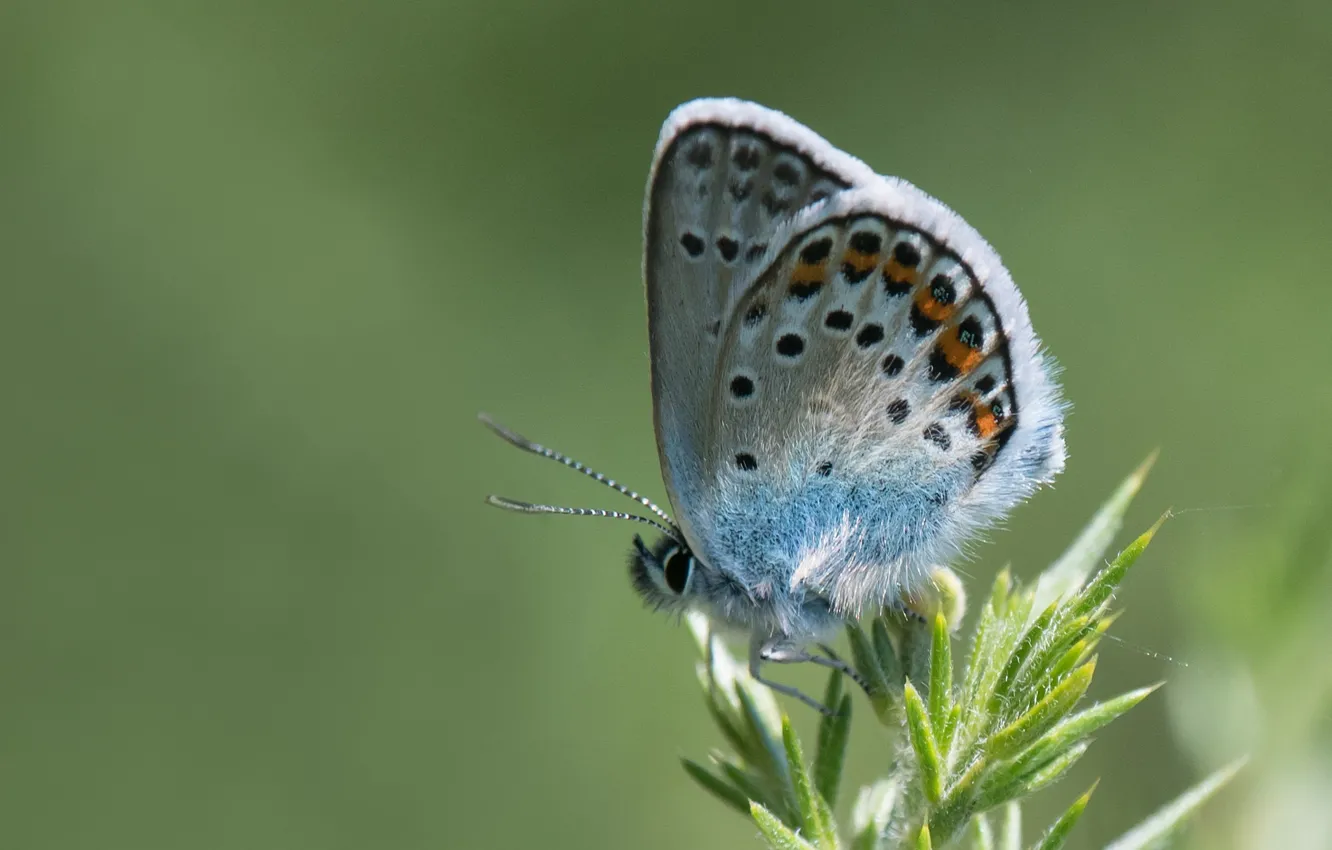 Фото обои бабочка, butterfly, animal