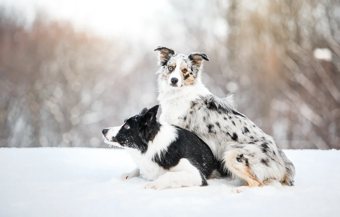 Фото обои собака, лежит, сидит, бордер колли, border collie