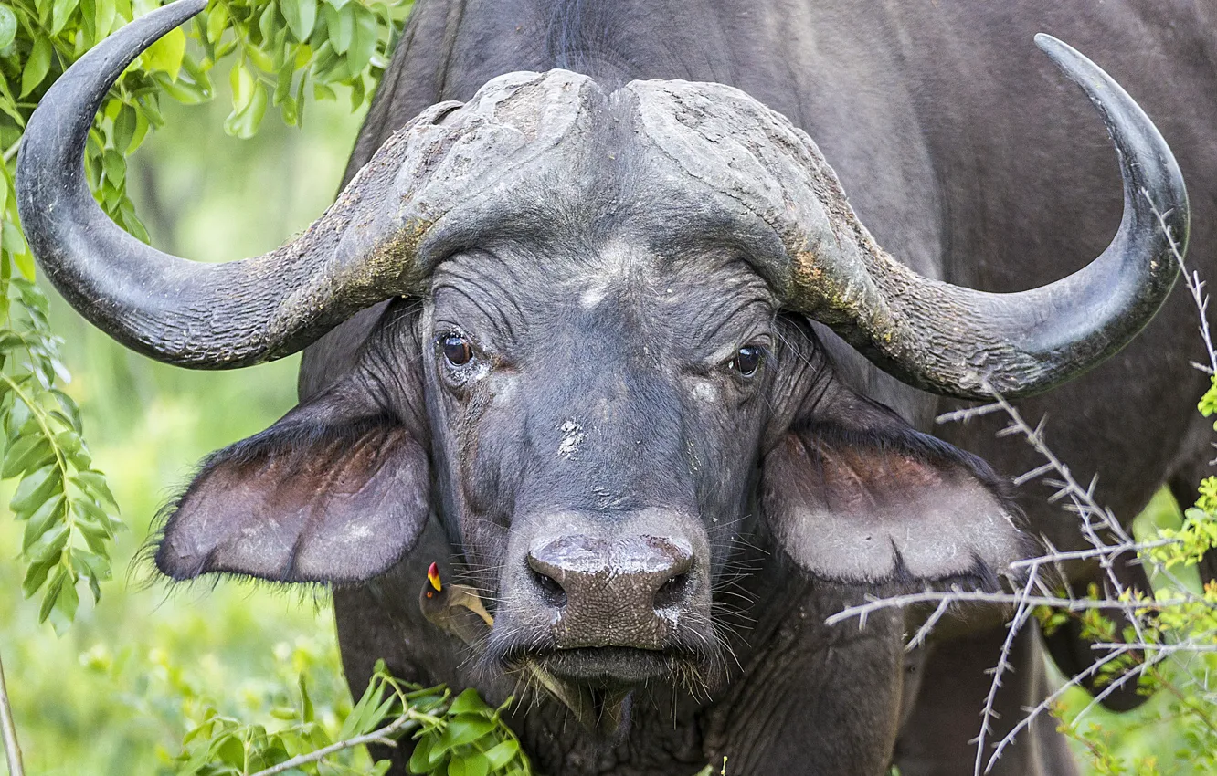 Фото обои взгляд, рога, buffalo, буйвол
