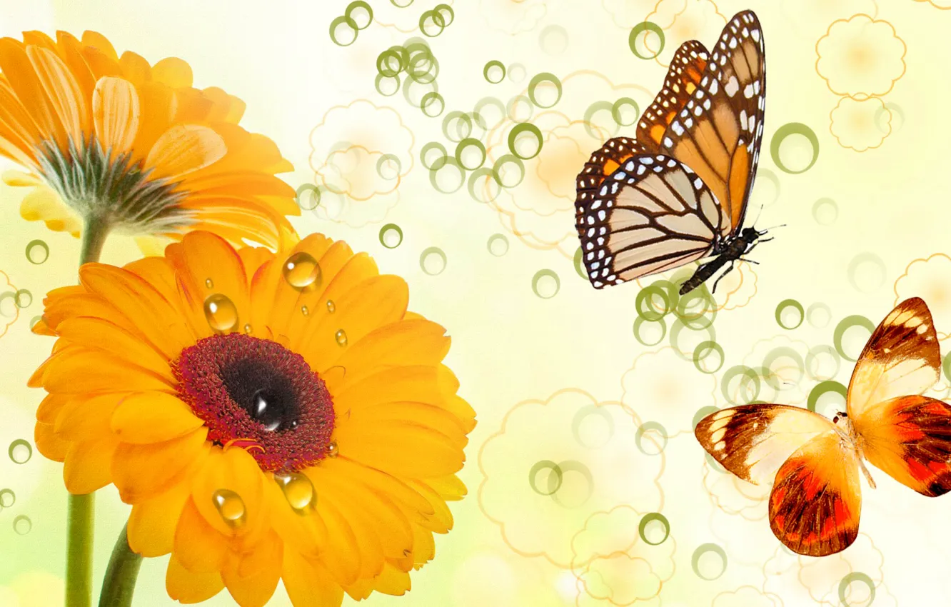 Фото обои цветы, коллаж, бабочка, вектор, открытка