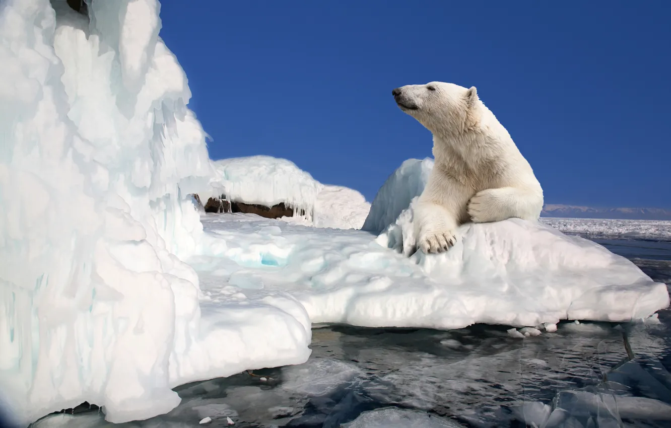 Фото обои лед, природа, сила, отдых, красота, медведь, льдина, белый медведь