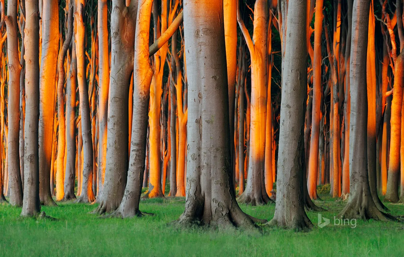 Фото обои лес, трава, деревья, Германия, Мекленбург-Передняя Померания, Нинхаген