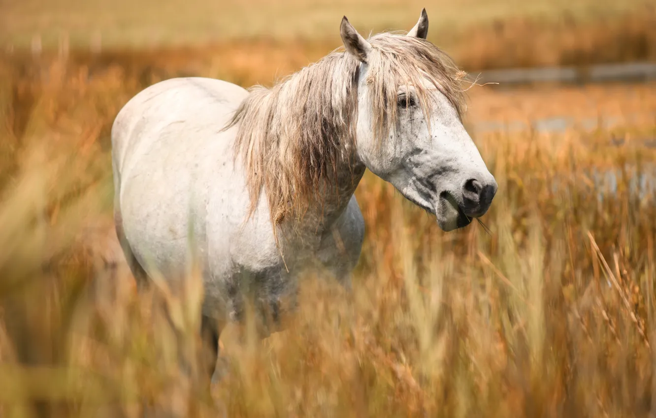 Фото обои поле, морда, конь, лошадь, портрет, белая, злаки, пасется