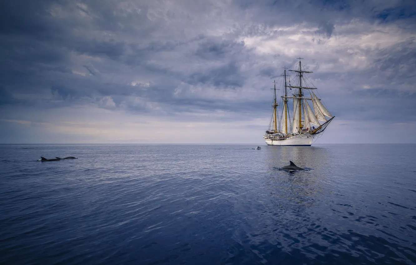 Фото обои океан, корабль, дельфины, паруса
