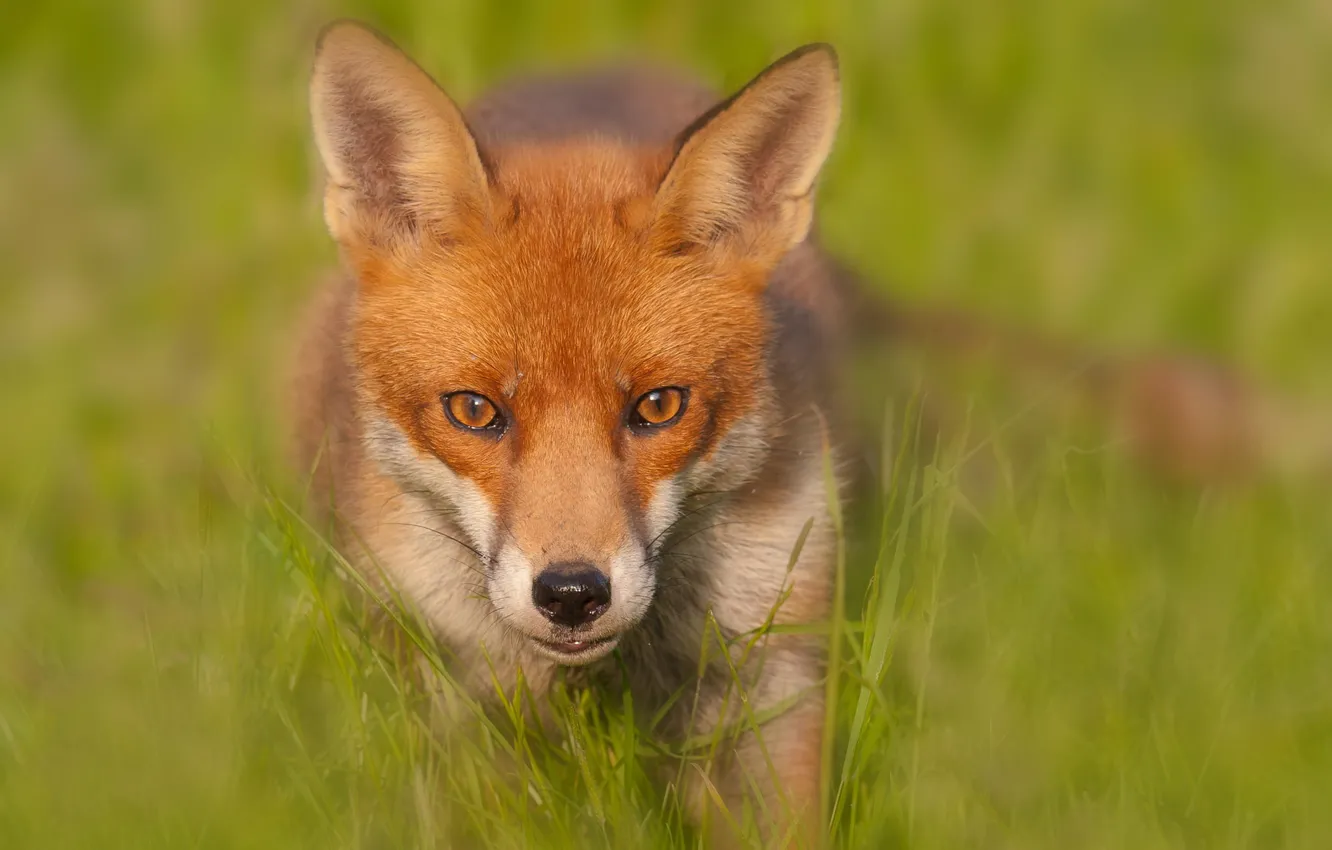 Фото обои размытие, лиса, Red Fox