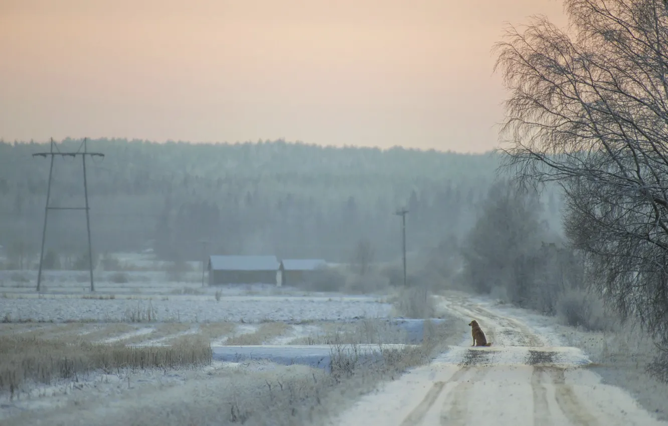 Фото обои дорога, одиночество, друг, собака