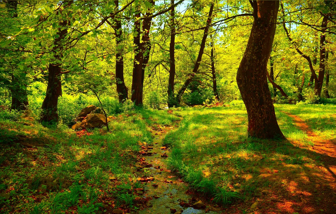 Фото обои Трава, Весна, Тропинка, Деревья, Grass, Spring, Trees