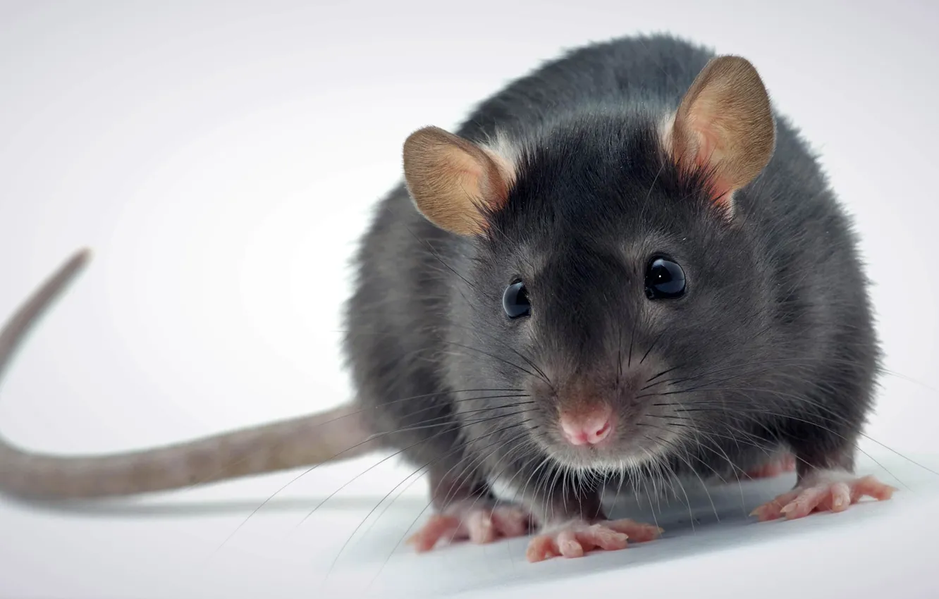 Фото обои animal, cute, rat, decorative