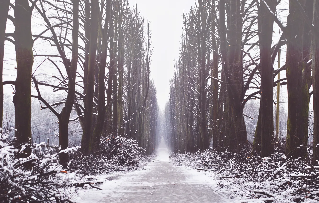 Фото обои зима, снег, деревья