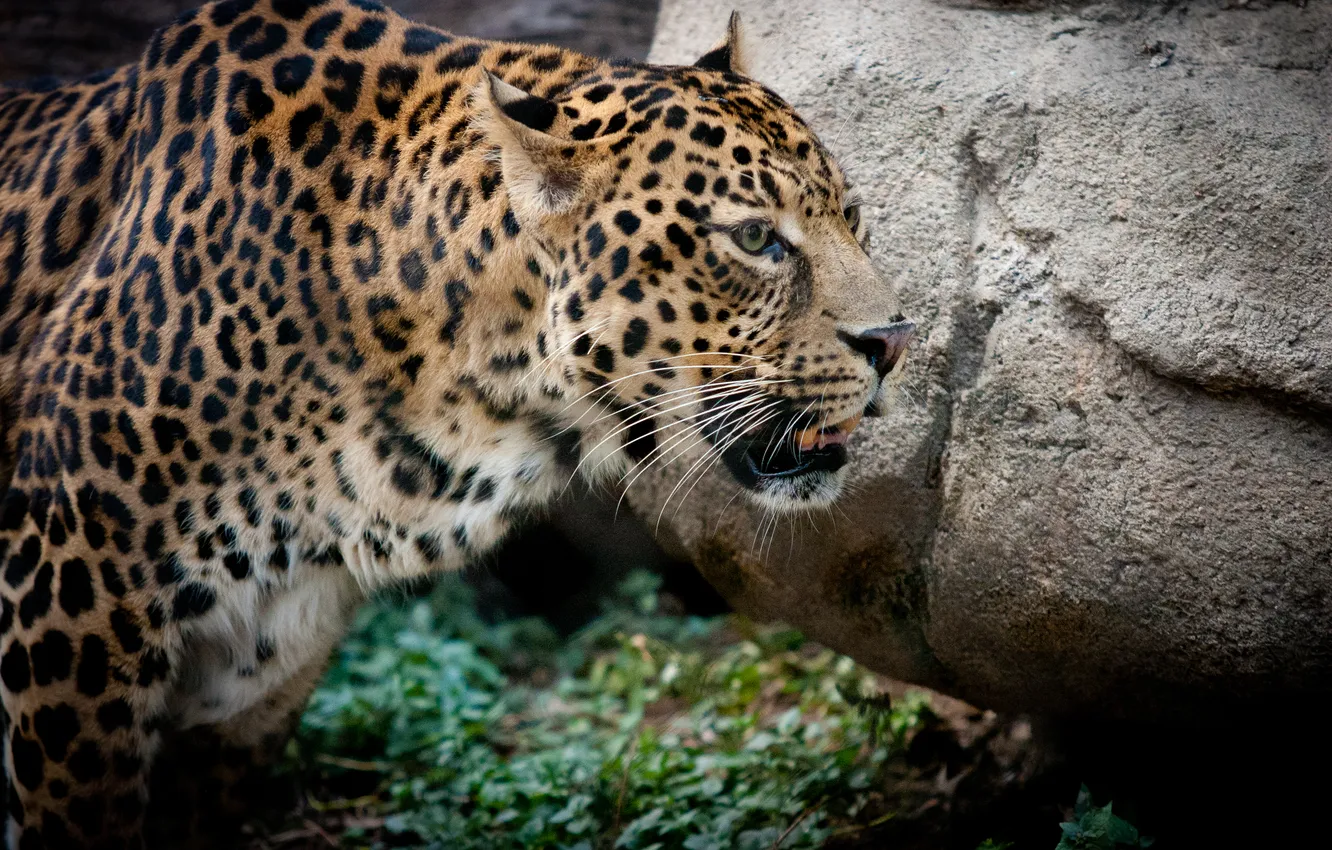 Фото обои кошка, камень, леопард, профиль