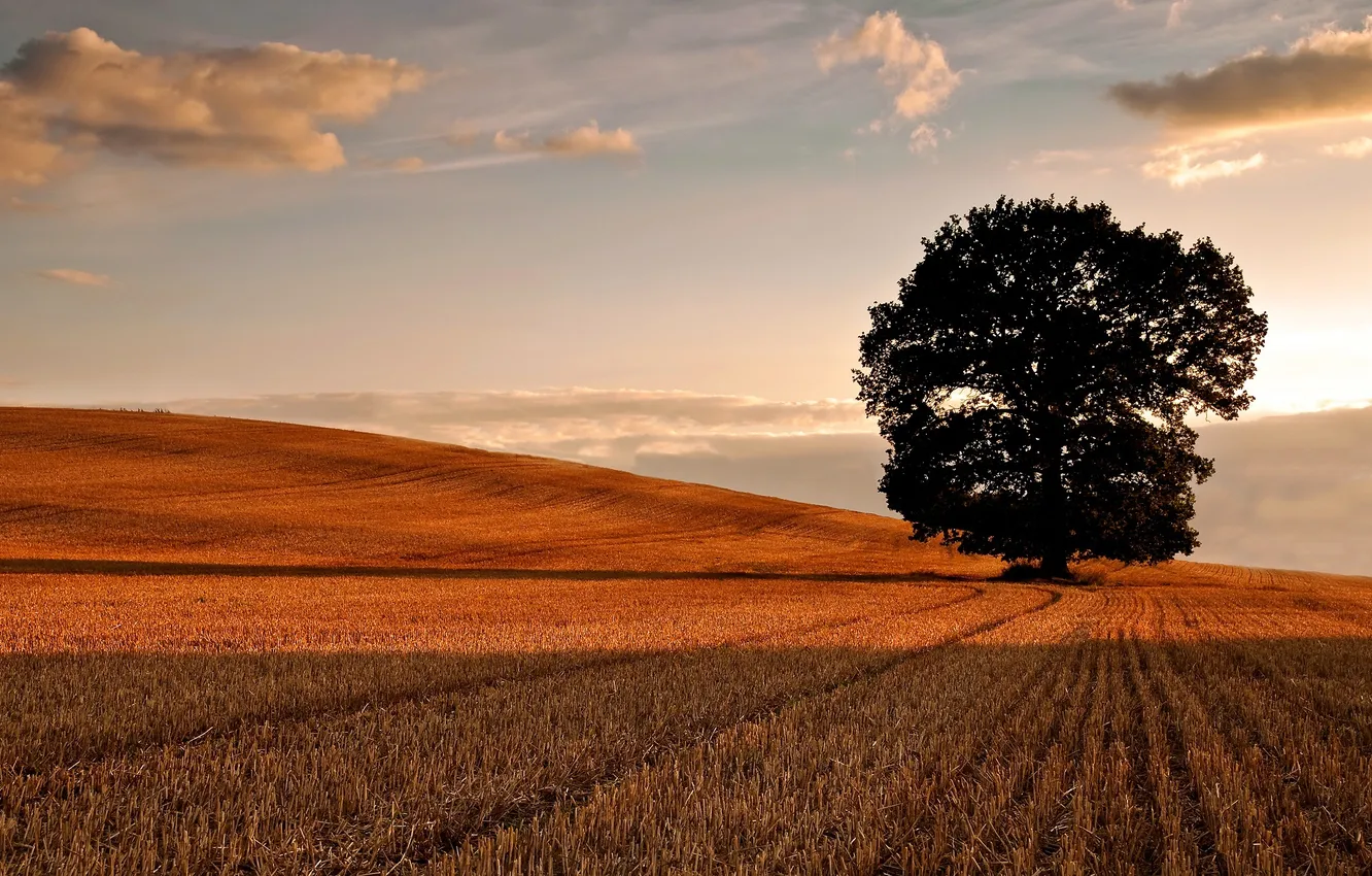 Фото обои поле, осень, небо, облака, фото, дерево