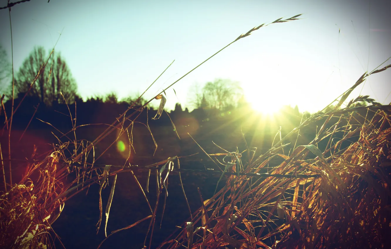 Фото обои поле, трава, солнце, макро, лучи, пейзаж, природа, поляна