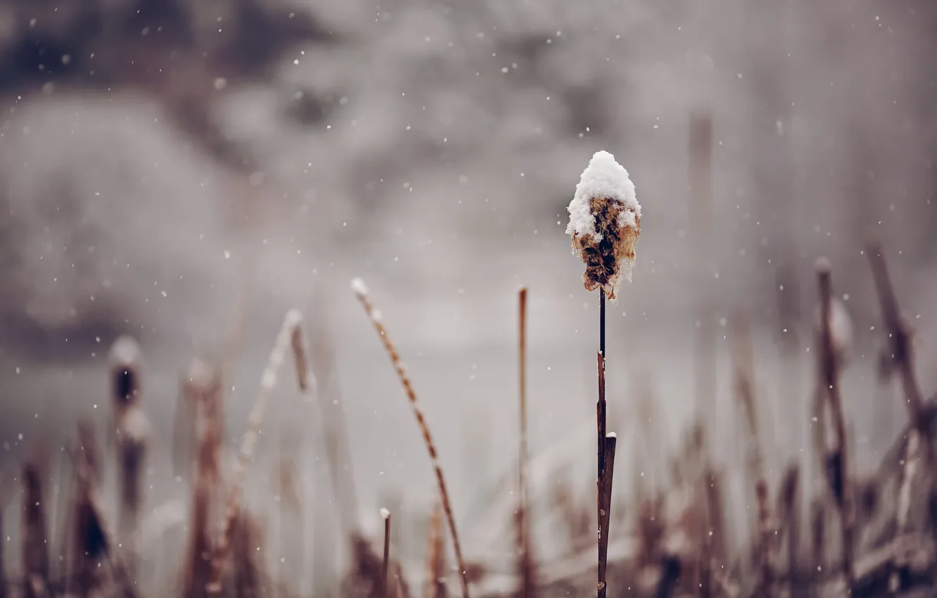 Фото обои трава, снег, природа