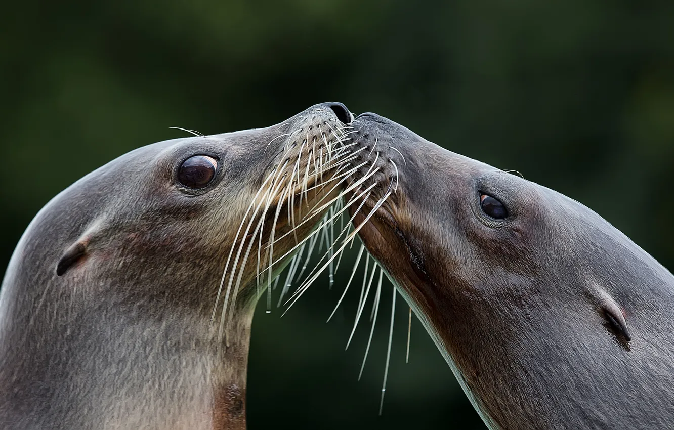Фото обои усы, взгляд, фон, тюлени