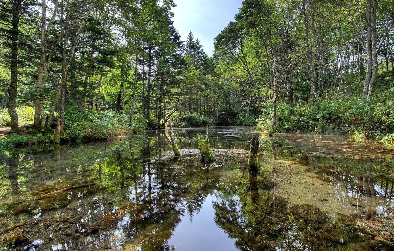 Фото обои green, wood, water, marsh
