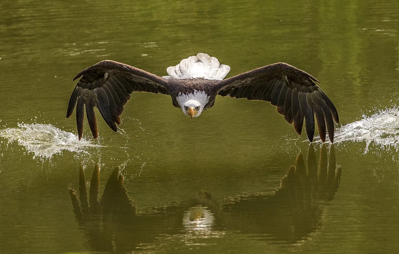 Фото обои photography, animals, nature, birds, bald eagle