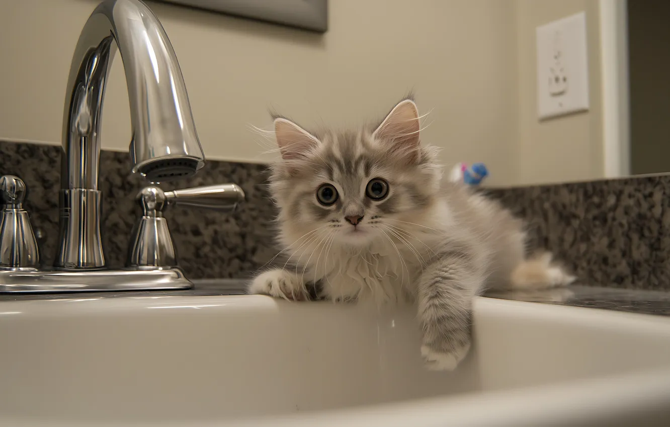 Фото обои кошка, взгляд, поза, котенок, серый, стена, кран, раковина
