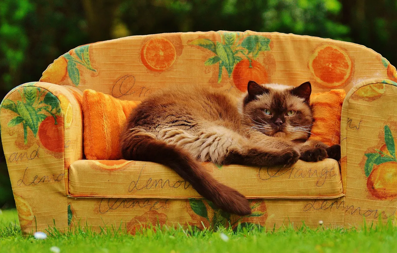 Фото обои зелень, кошка, лето, трава, кот, поза, тепло, диван