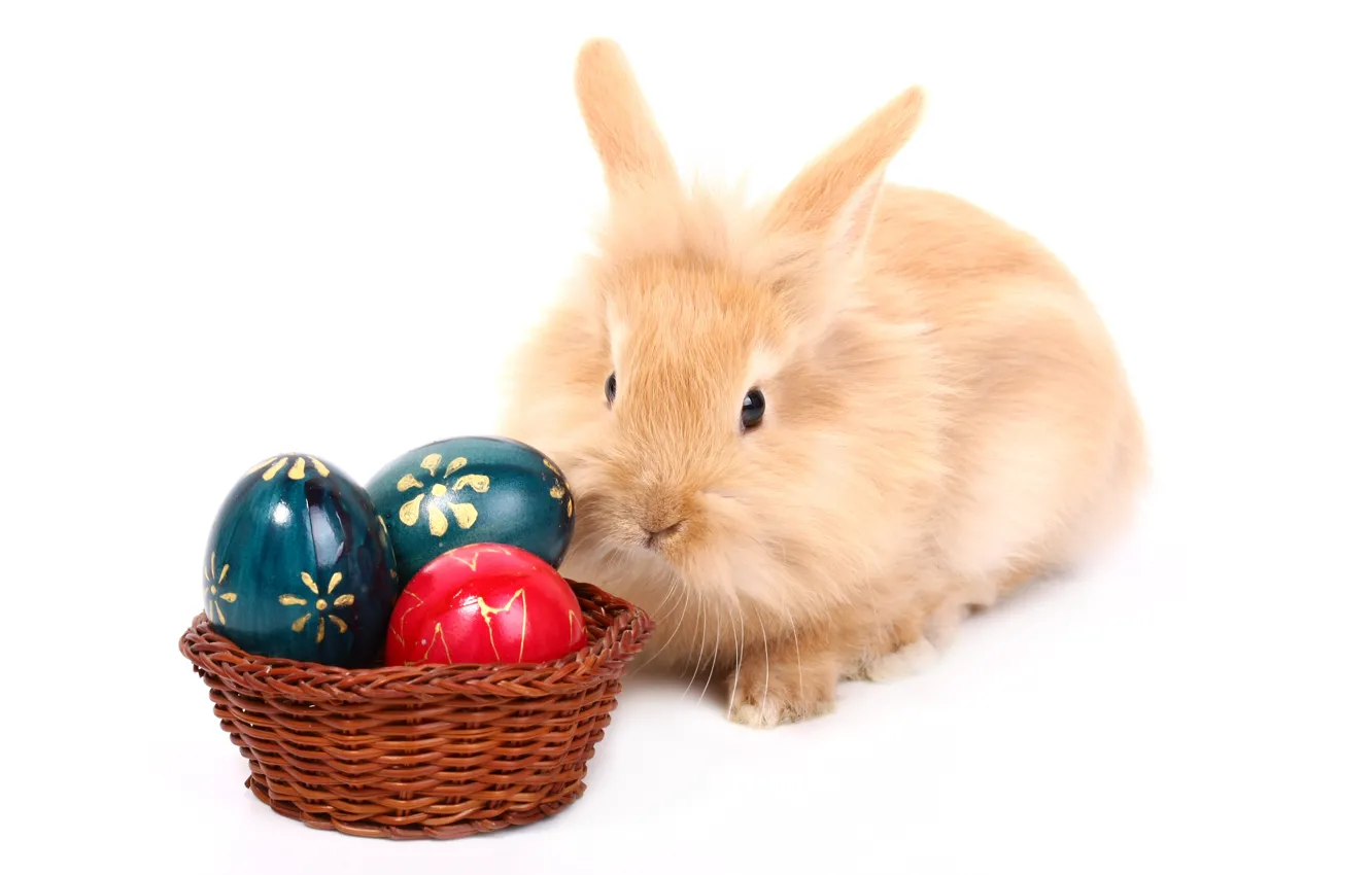 Фото обои яйцо, кролик, пасха, easter
