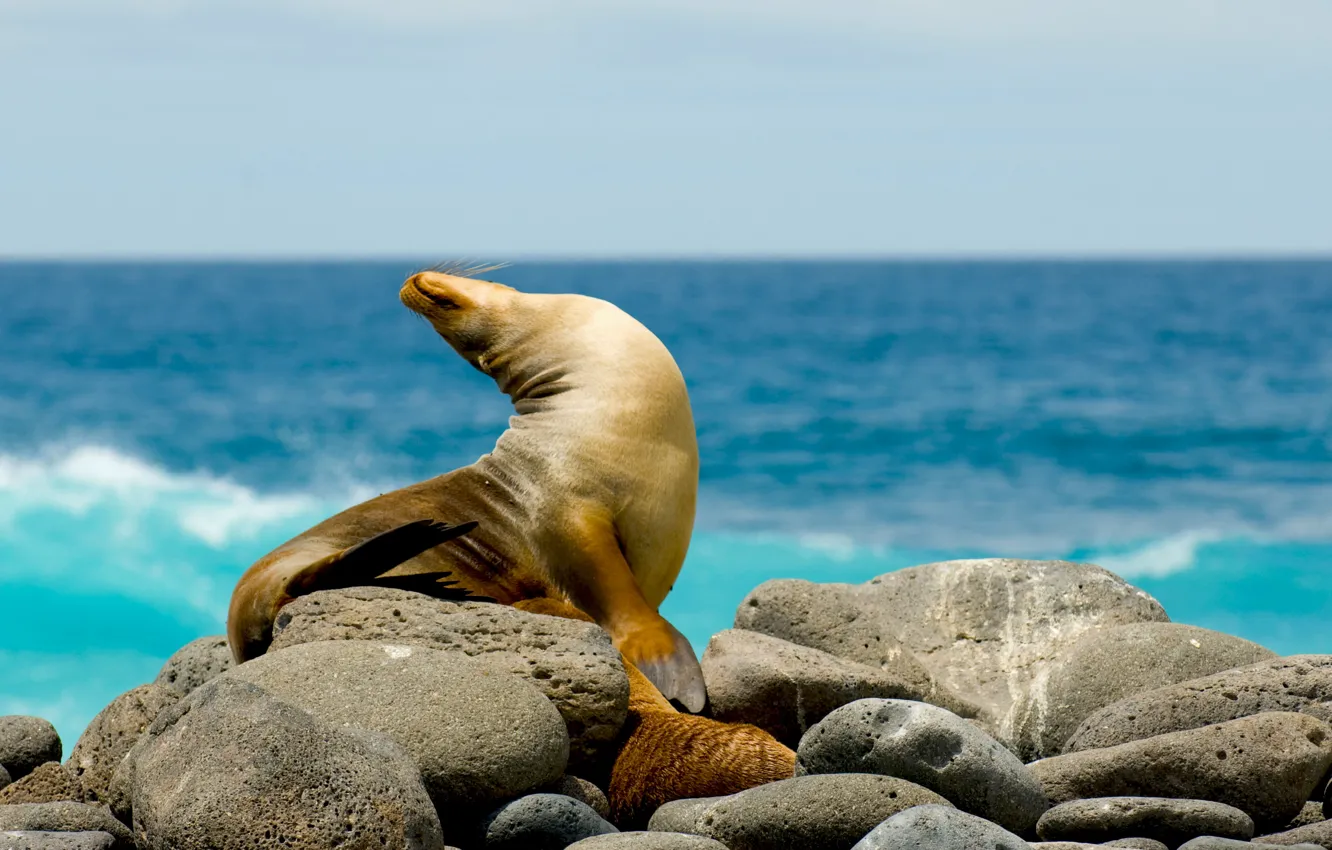 Фото обои камни, тюлень, Море, морской котик, морской лев
