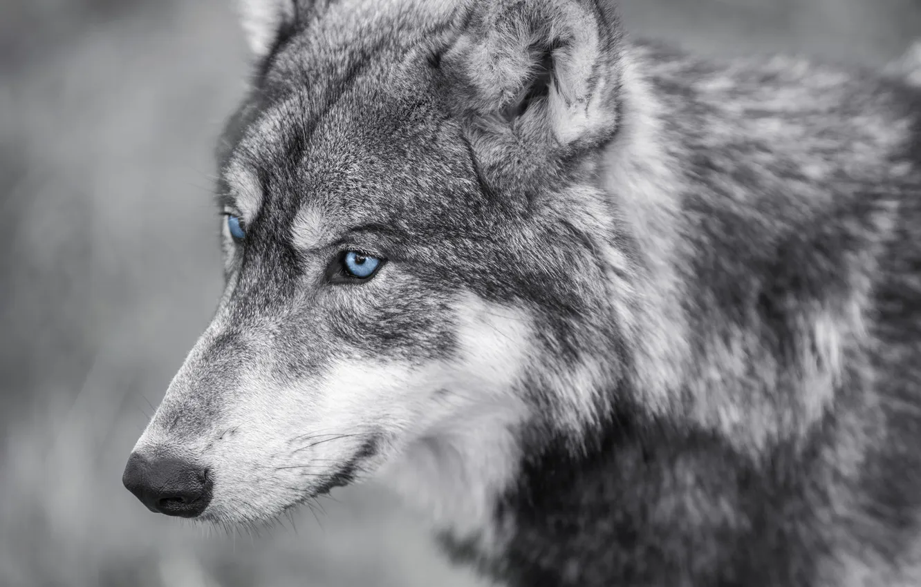 Фото обои nature, snow, predator, face, animal, wolf, wildlife, portrait