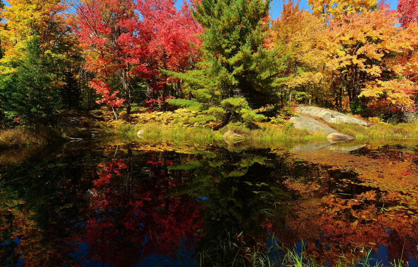 Фото обои осень, лес, небо, деревья, пруд, камни