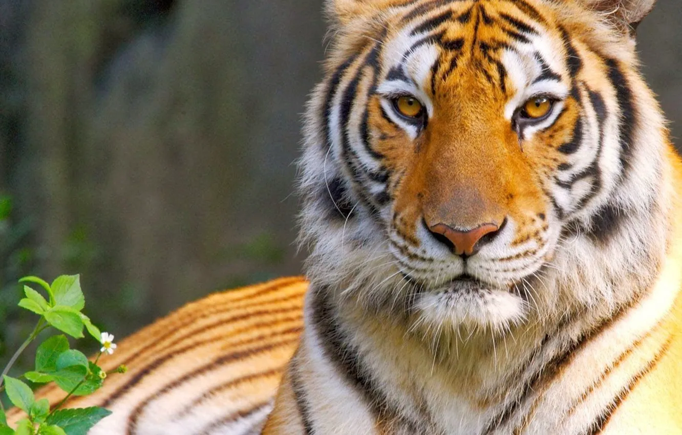 Фото обои кошка, глаза, взгляд, тигр, хищник, царь, tiger, eyes
