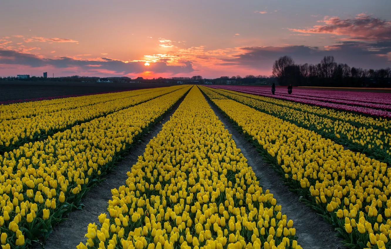 Фото обои поле, желтые, тюльпаны