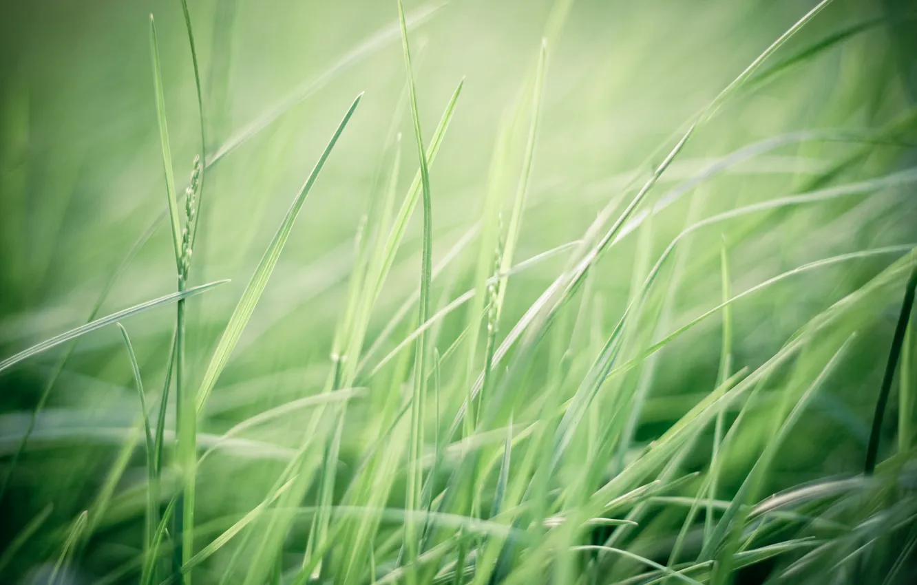 Фото обои зелень, поле, трава, макро, природа, ветер, green, растения
