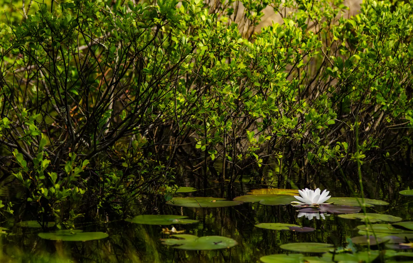 Фото обои зелень, пруд, green, растения, белая, nature, water, pond