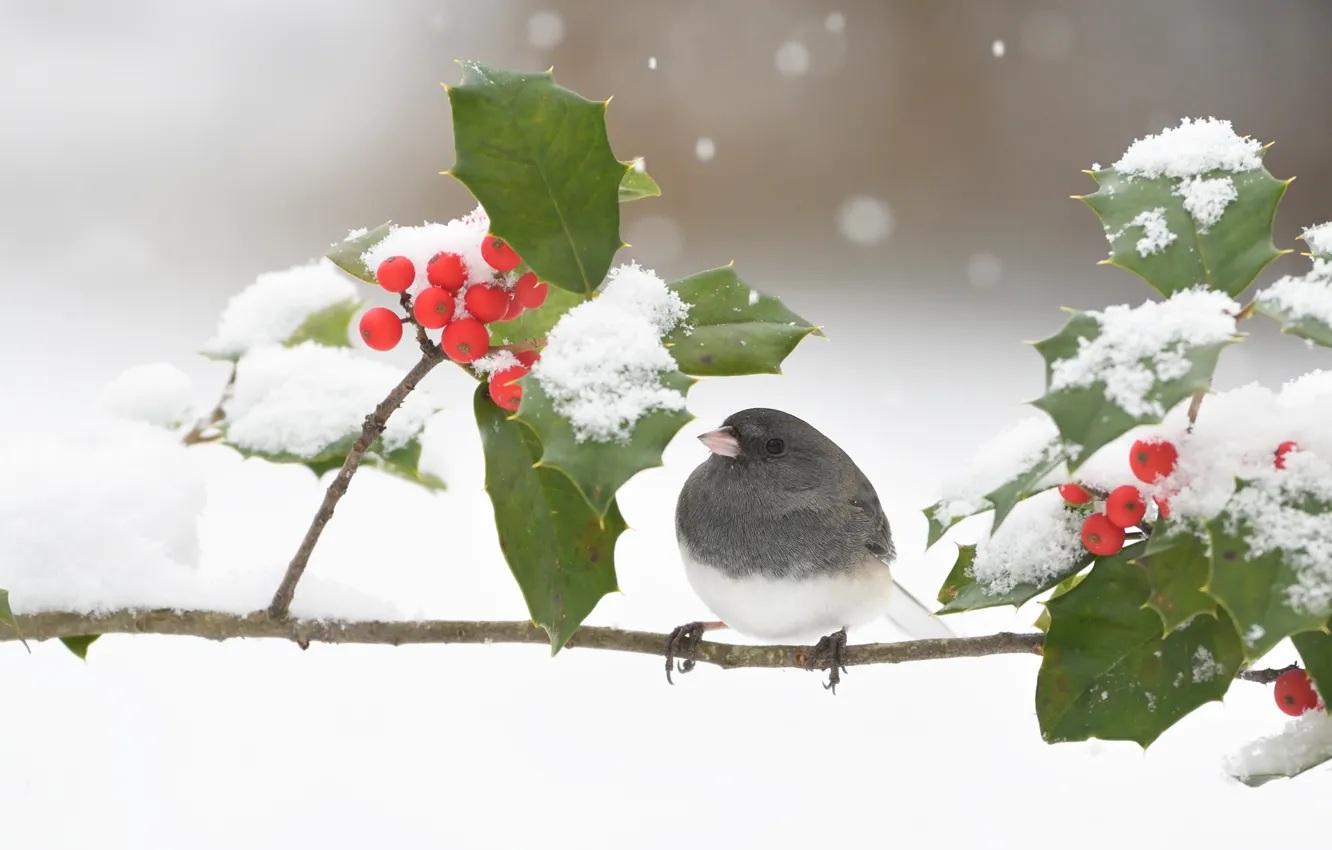 Фото обои зима, листья, снег, ягоды, птица, ветка, серая, птичка