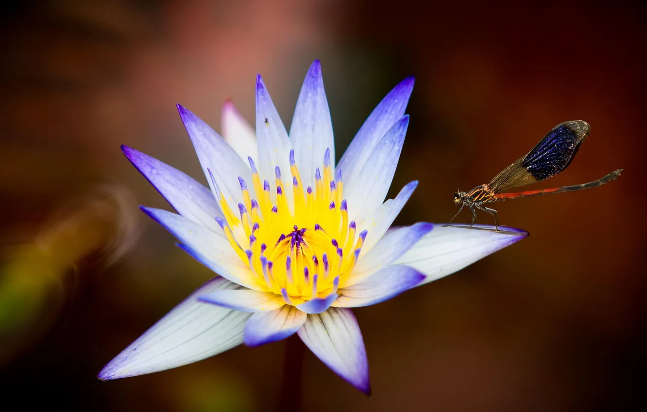 Фото обои цветок, лилия, стрекоза, насекомое, водяная