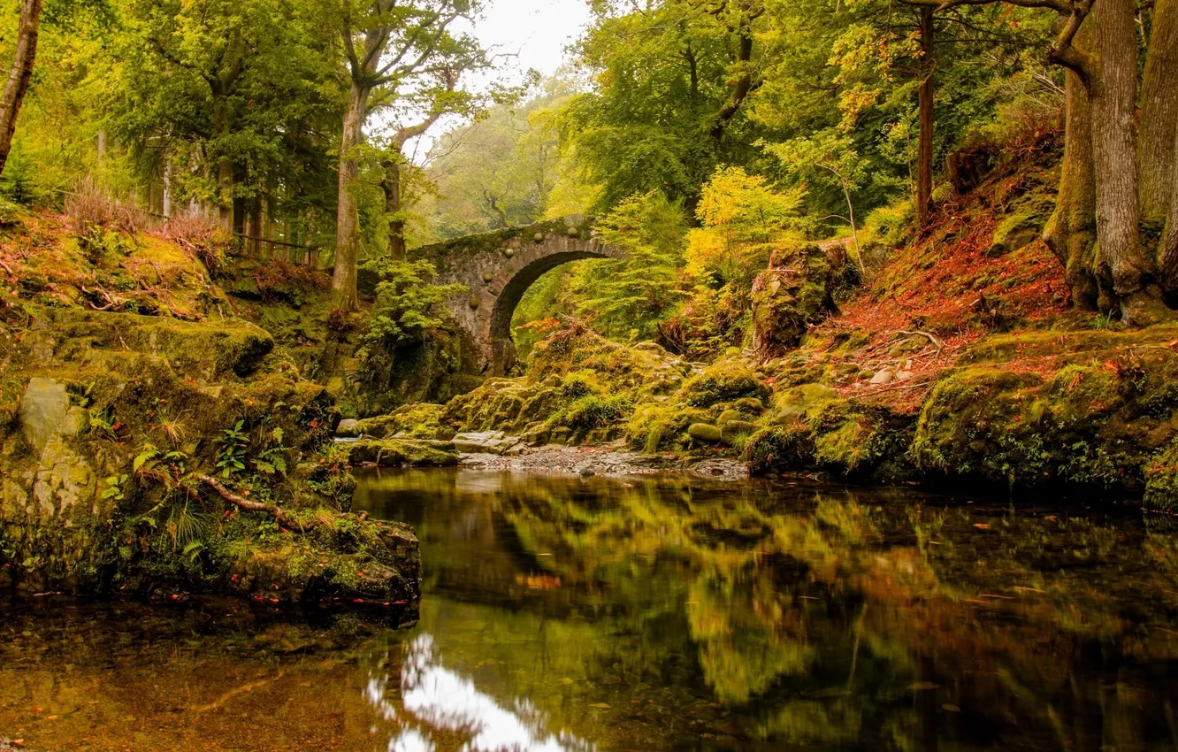 Фото обои осень, лес, деревья, мост, отражение, река
