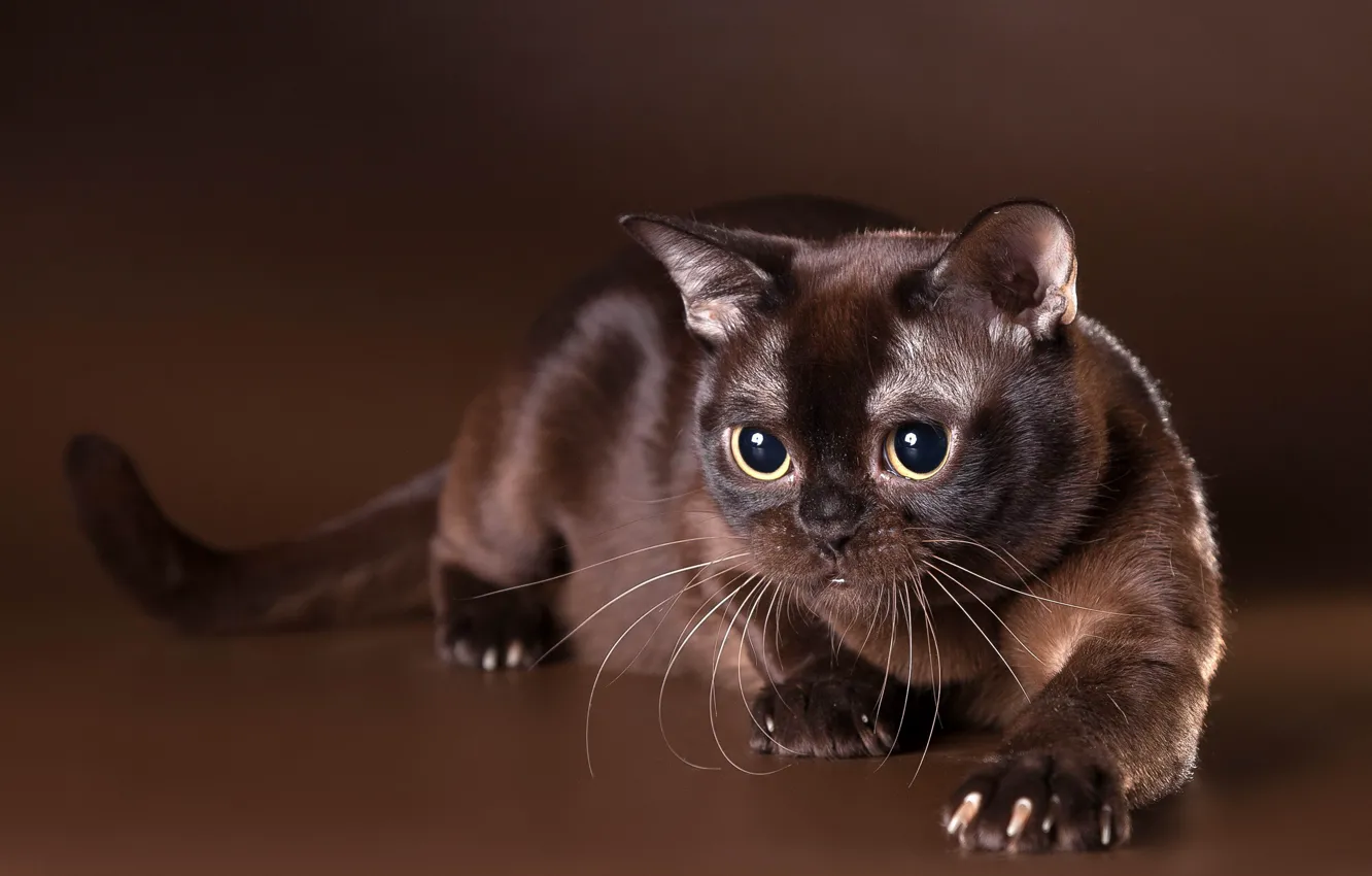 Фото обои взгляд, бурма, бурманская кошка, шоколадный окрас