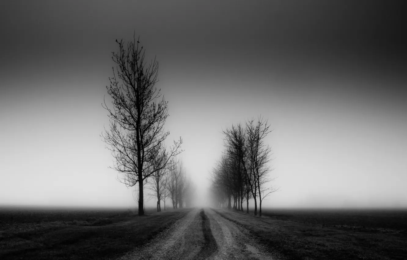 Фото обои дорога, поле, деревья, туман, настроение, земля, белое, Черное