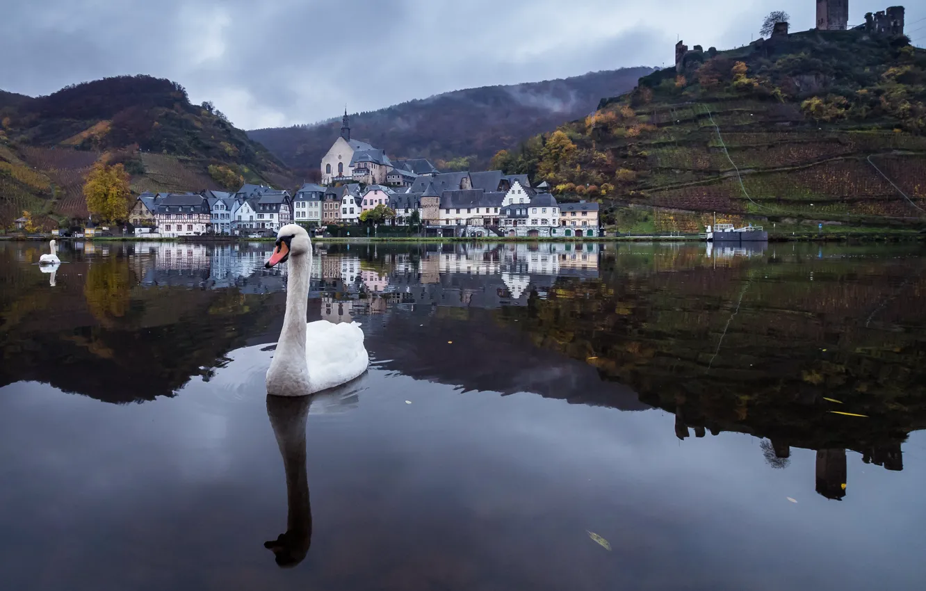 Фото обои лебедь, Rheinland-Pfalz, Ellenz, Landkreis Cochem-Zell