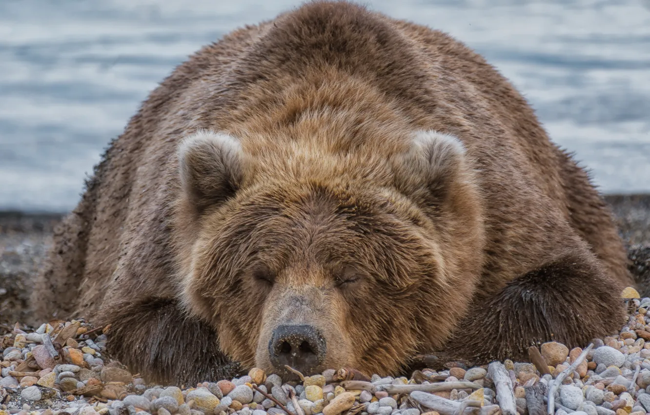 Фото обои морда, галька, отдых, медведь, Топтыгин