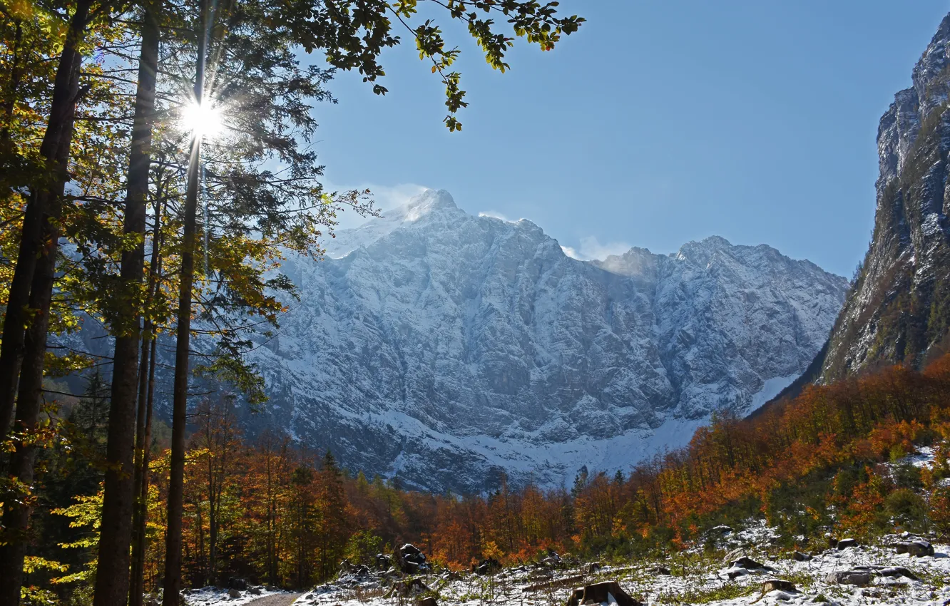 Фото обои осень, лес, деревья, горы, Словения, Slovenia, Юлийские Альпы, Julian Alps