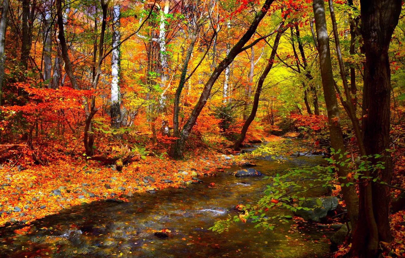 Фото обои осень, лес, листья, деревья, ручей, forest, Nature, листопад
