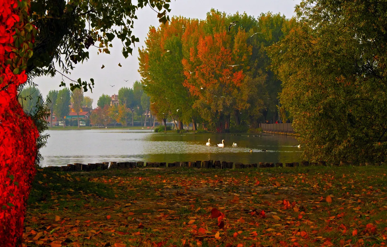 Фото обои осень, природа, озеро, фото, листва, Италия, Ломбардия, Мантуя