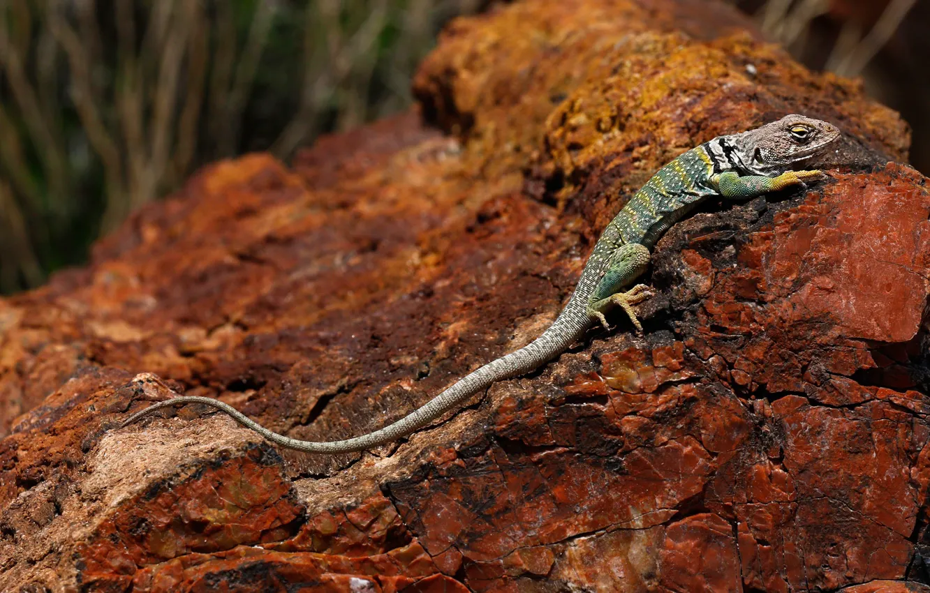 Фото обои природа, камень, ящерица, Аризона, США, Петрифайд-Форест