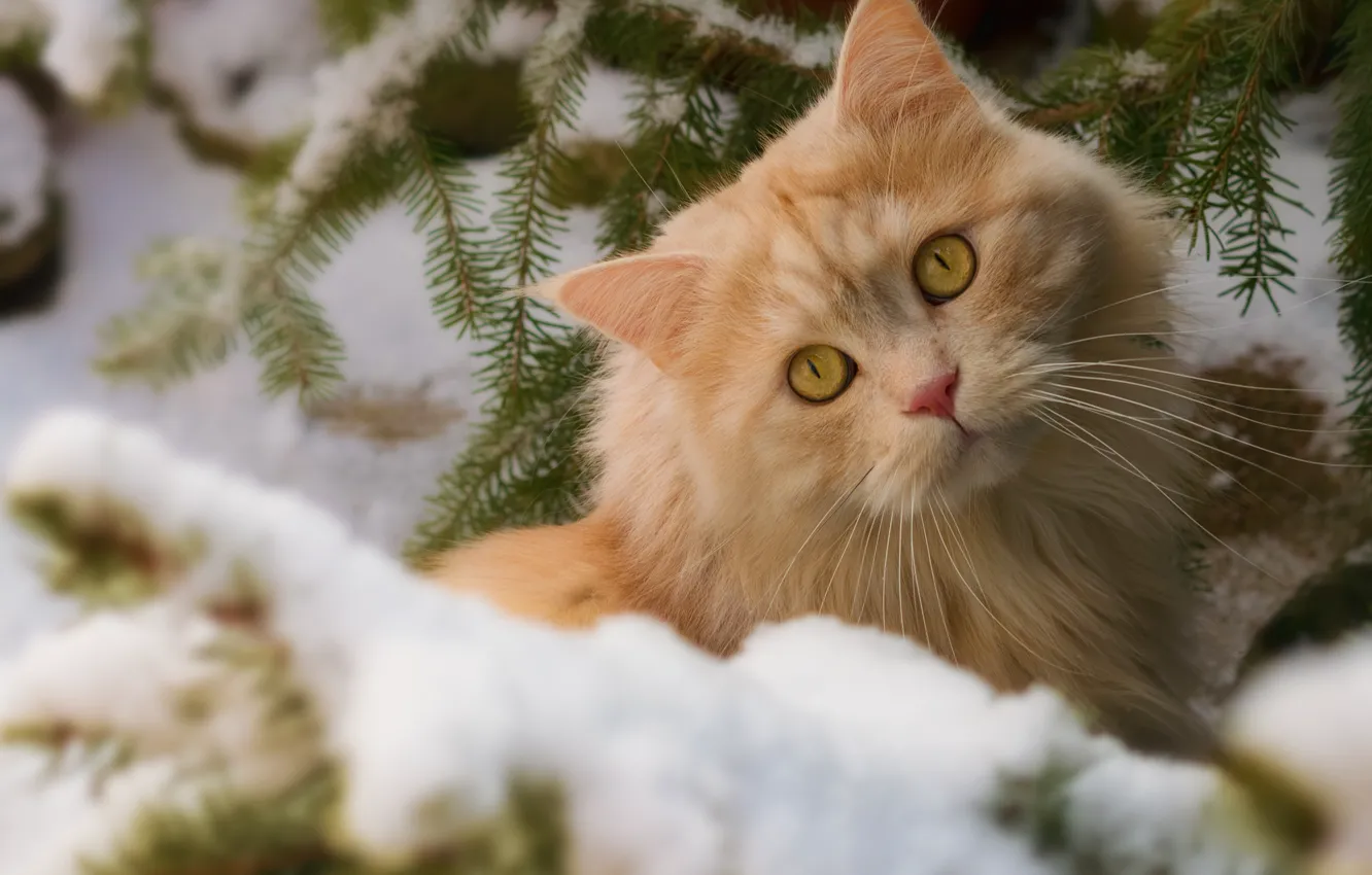 Фото обои зима, кошка, кот, взгляд, снег, ветки, мордочка, рыжий кот