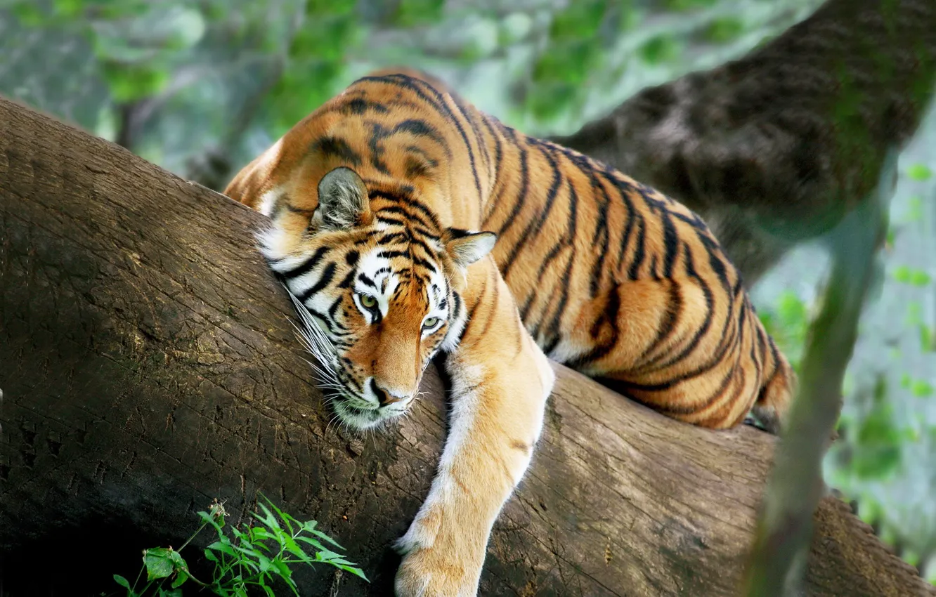 Фото обои тигр, дерево, отдых