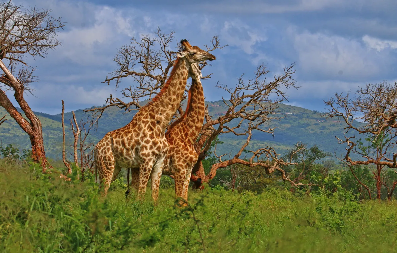 Фото обои деревья, жирафы, парочка, South Africa, Южно-Африканская Республика, uMkhuze Game Reserve