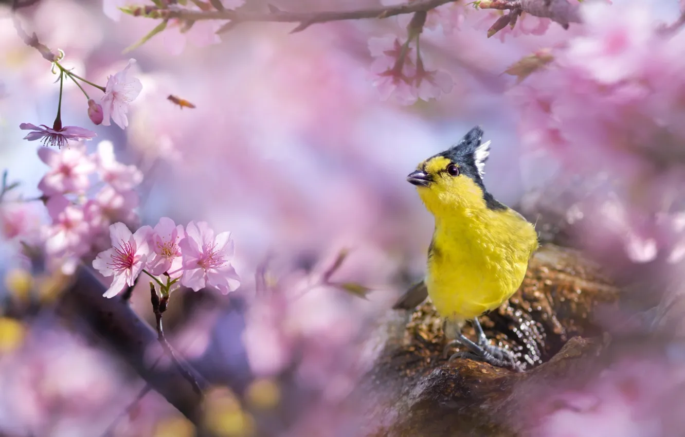 Фото обои цветы, ветки, весна, сакура, Тайвань, птичка, FuYi Chen