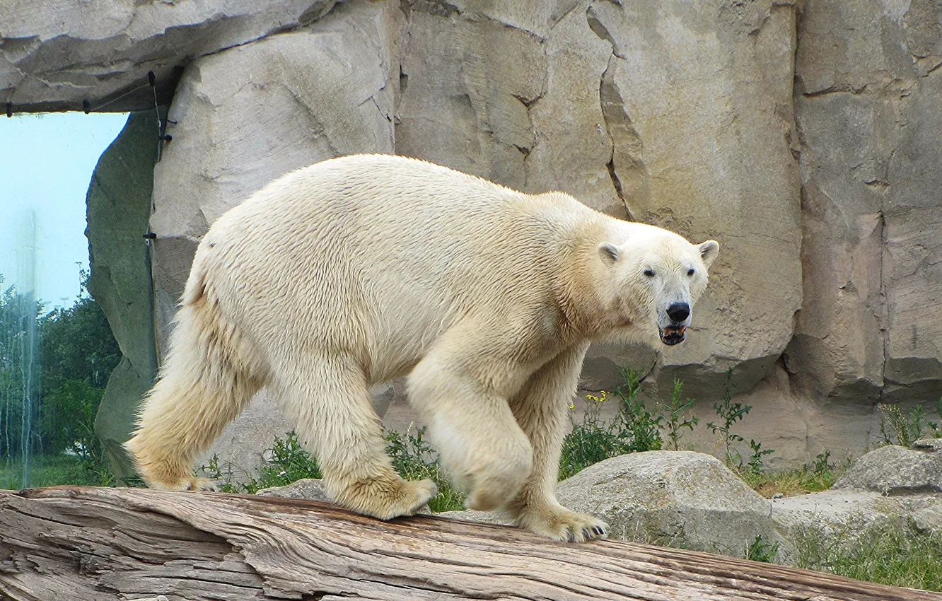 Фото обои камни, дерево, белый медведь, зоопарк