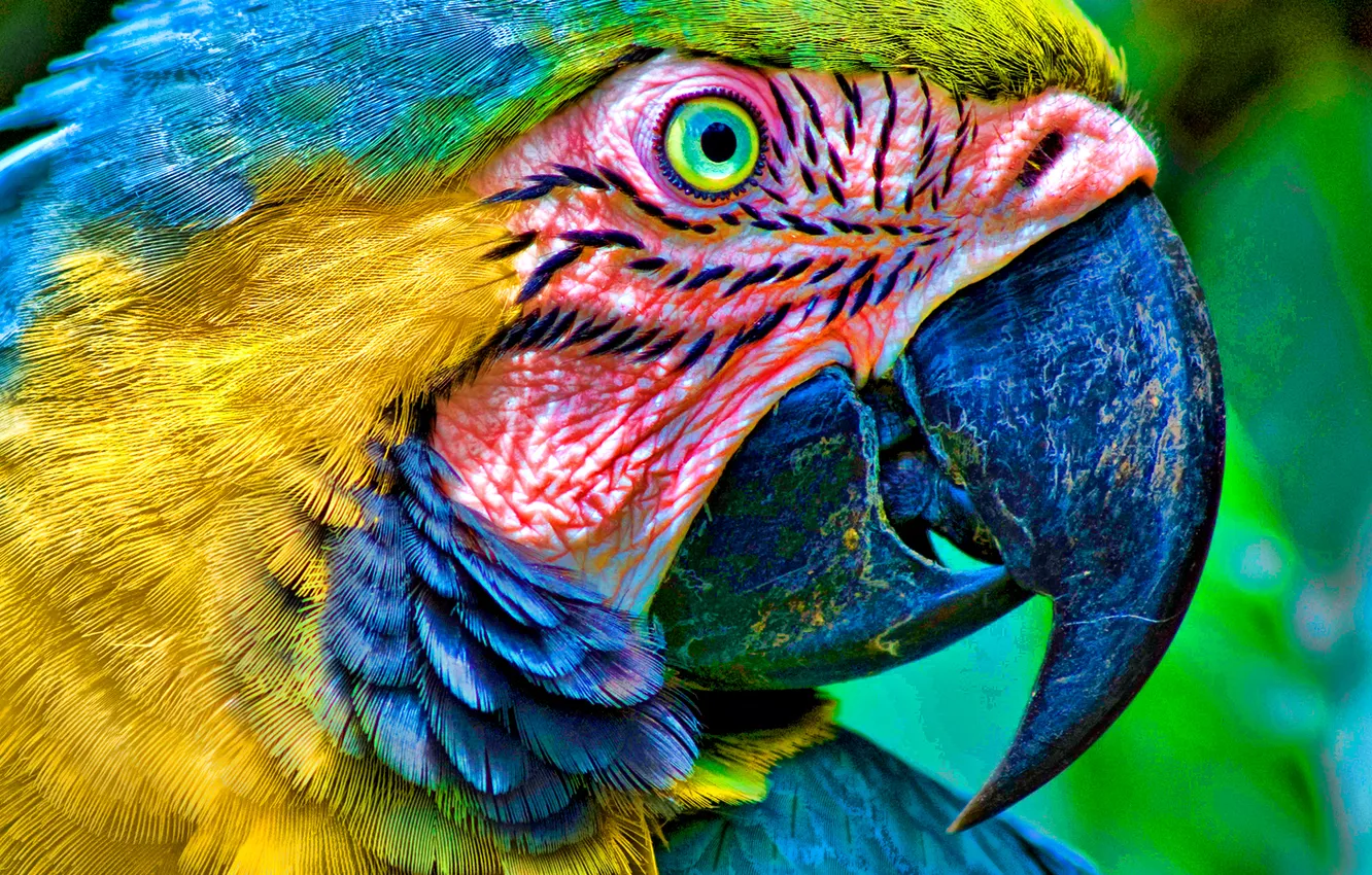 Фото обои parrot, eyes, head, beak