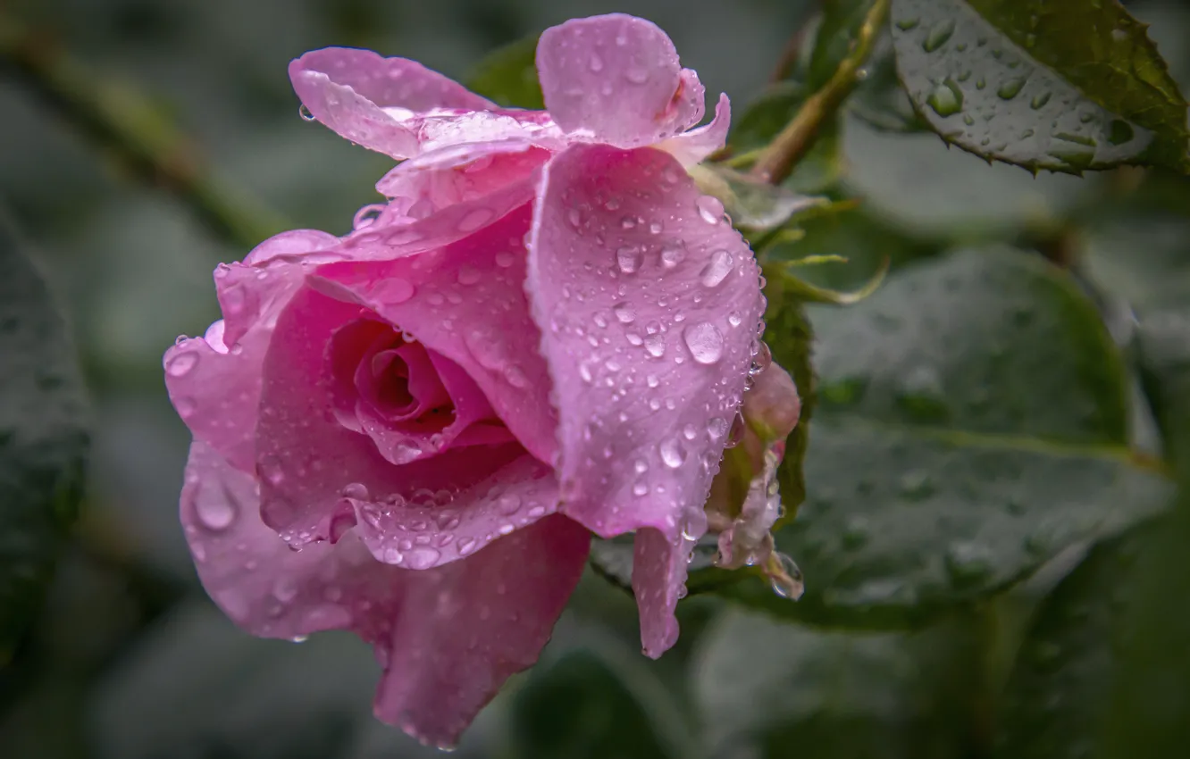 Фото обои цветок, листья, вода, капли, природа, дождь, роза, Елена Гусева