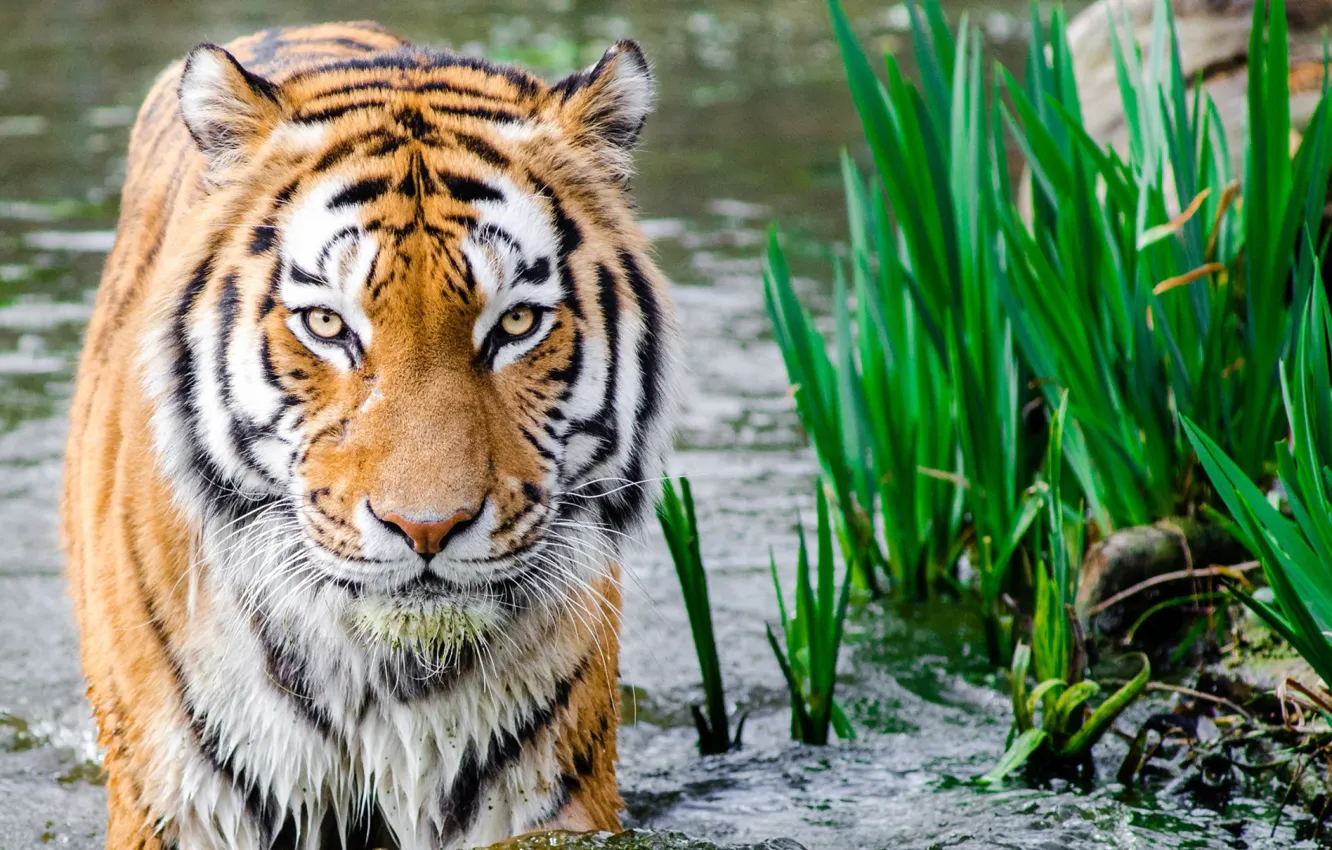 Фото обои tiger, water, look, big cats, feline